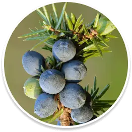 Conifer Berry ingredient in Bazopril for arterial relaxation and antioxidant support